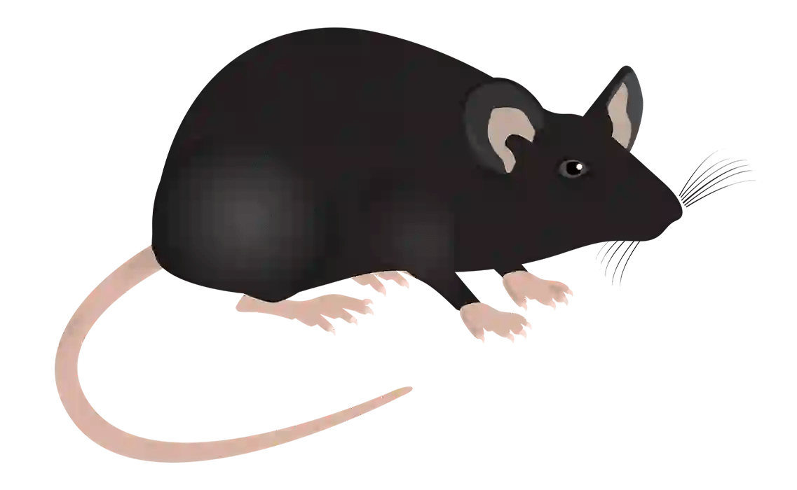 Pest Control Asheville NC