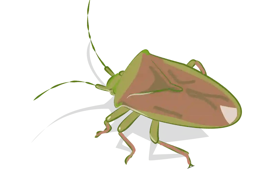 stink bug