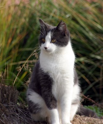 Learn the techniques to reduce stress for you and your pet. Marcoâs Web Log