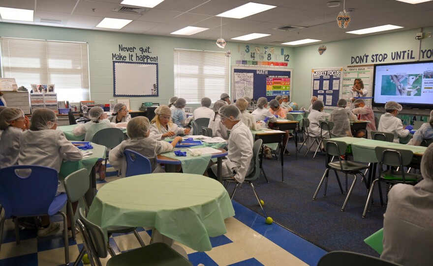 An image of a fifth grade class dissecting a squid for their science lesson. Catherine Hicks | Community News Collaborative