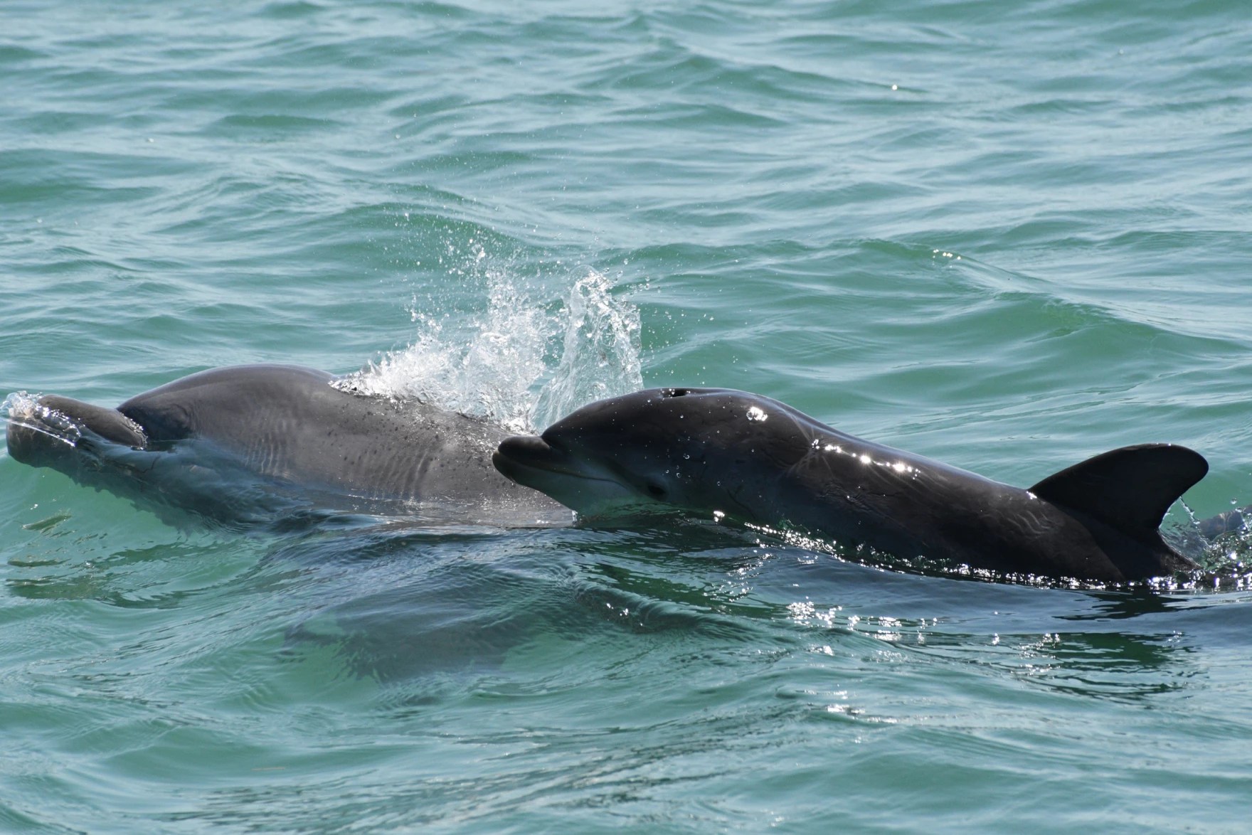 Dolphin and Dolphin Calf in Sarasota Bay