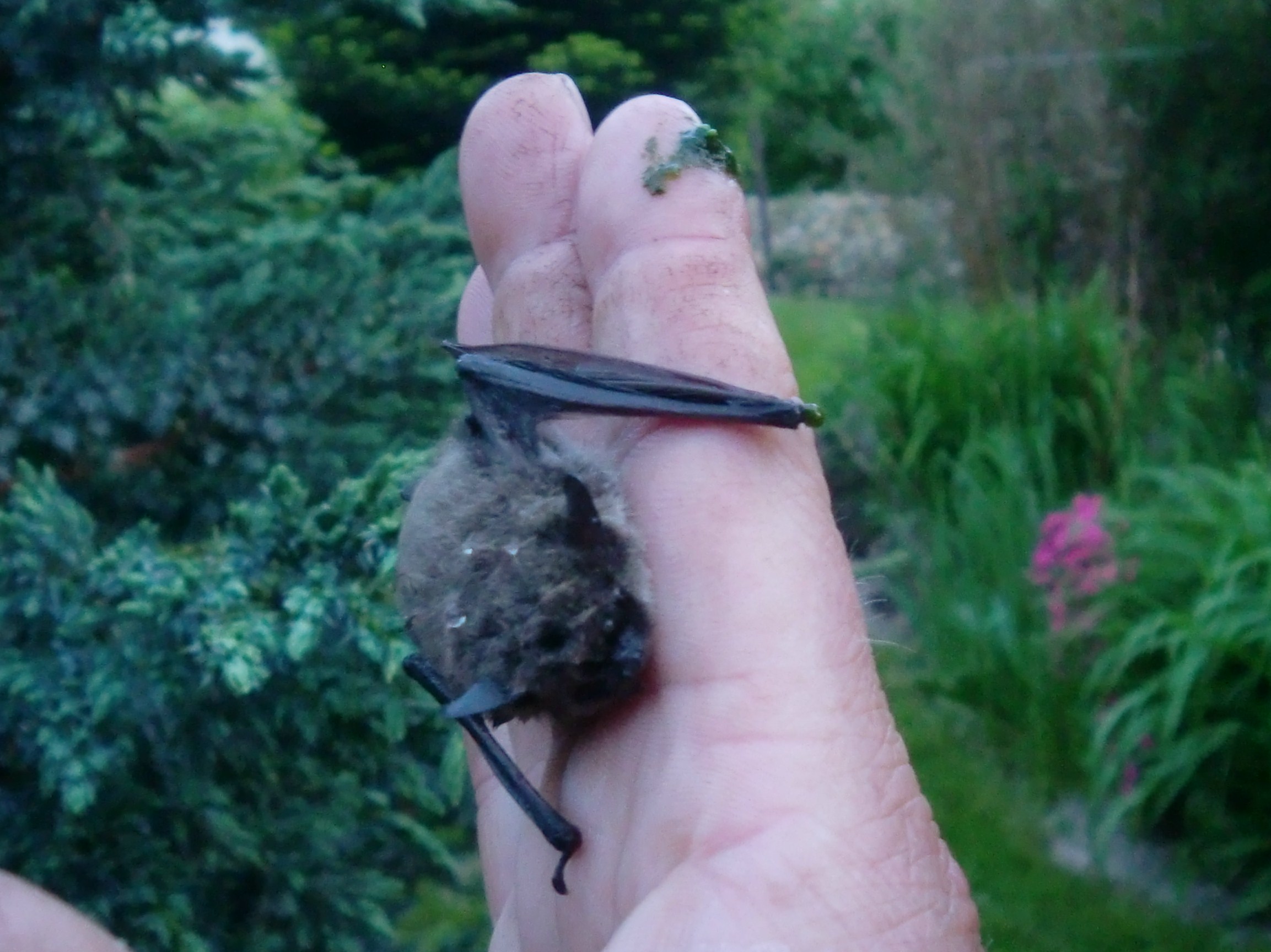 Fledermause In Seinen Garten Locken 14 Schritte Mit Bildern Wikihow