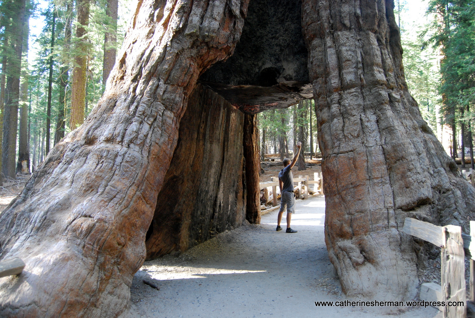 Tunnel Tree Archives Save The Redwoods League