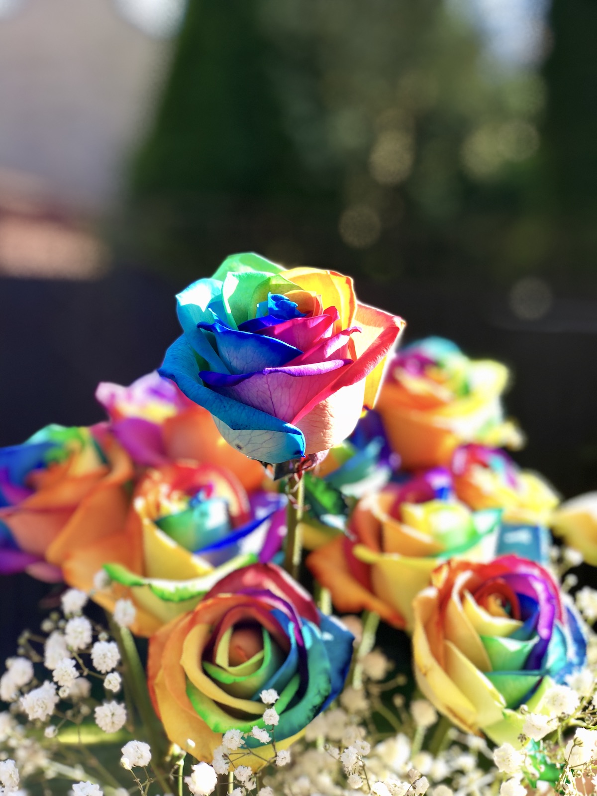 Rainbow Roses - Cath's Scentiments