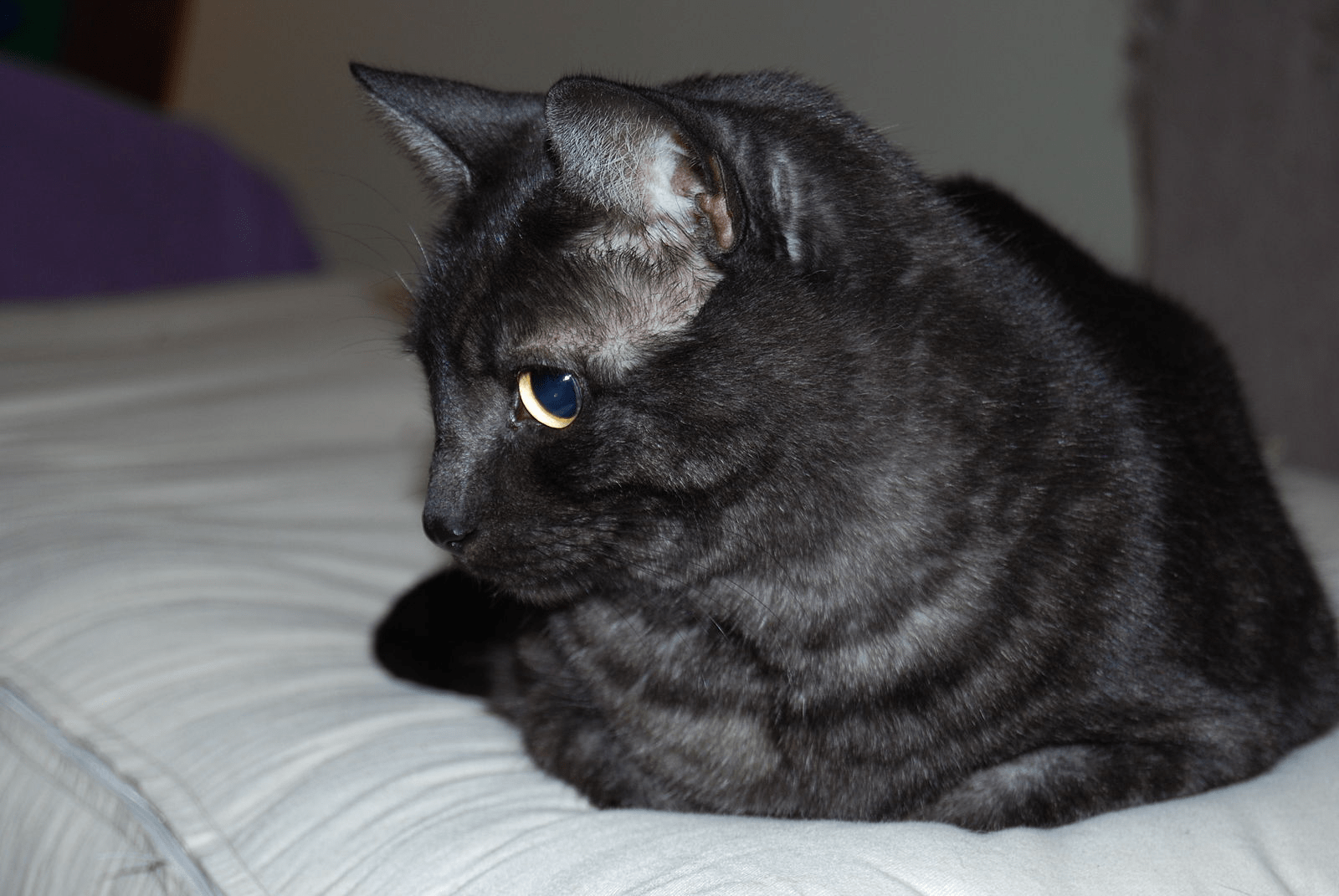 Black cat with tabby stripes ( all you need to know about these cats)