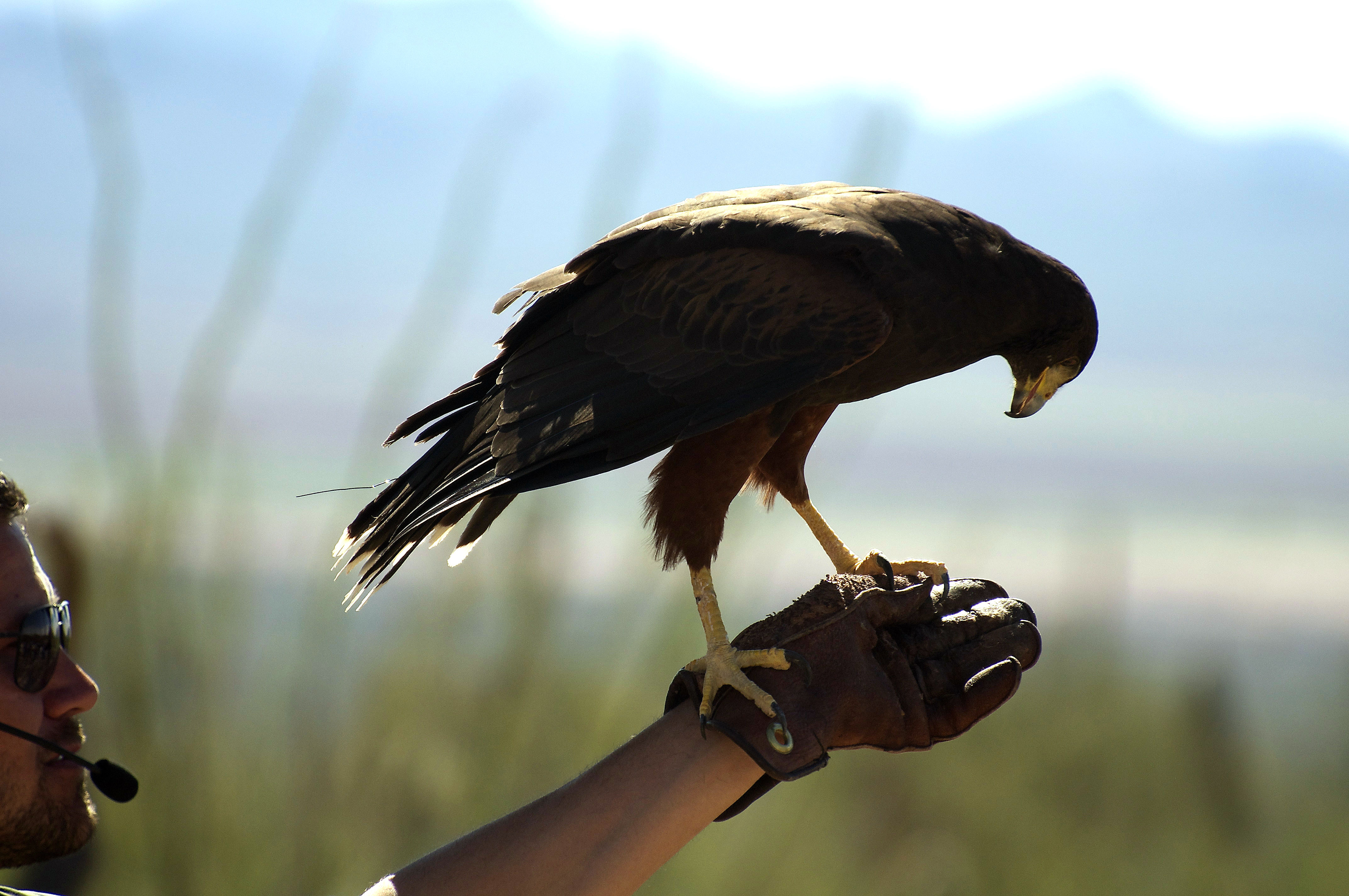 Published in Scientific Tucsonan, 2013