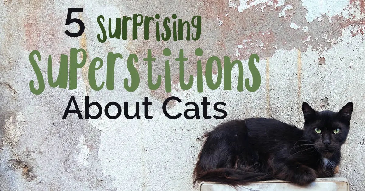 5 surprising superstitions about cats