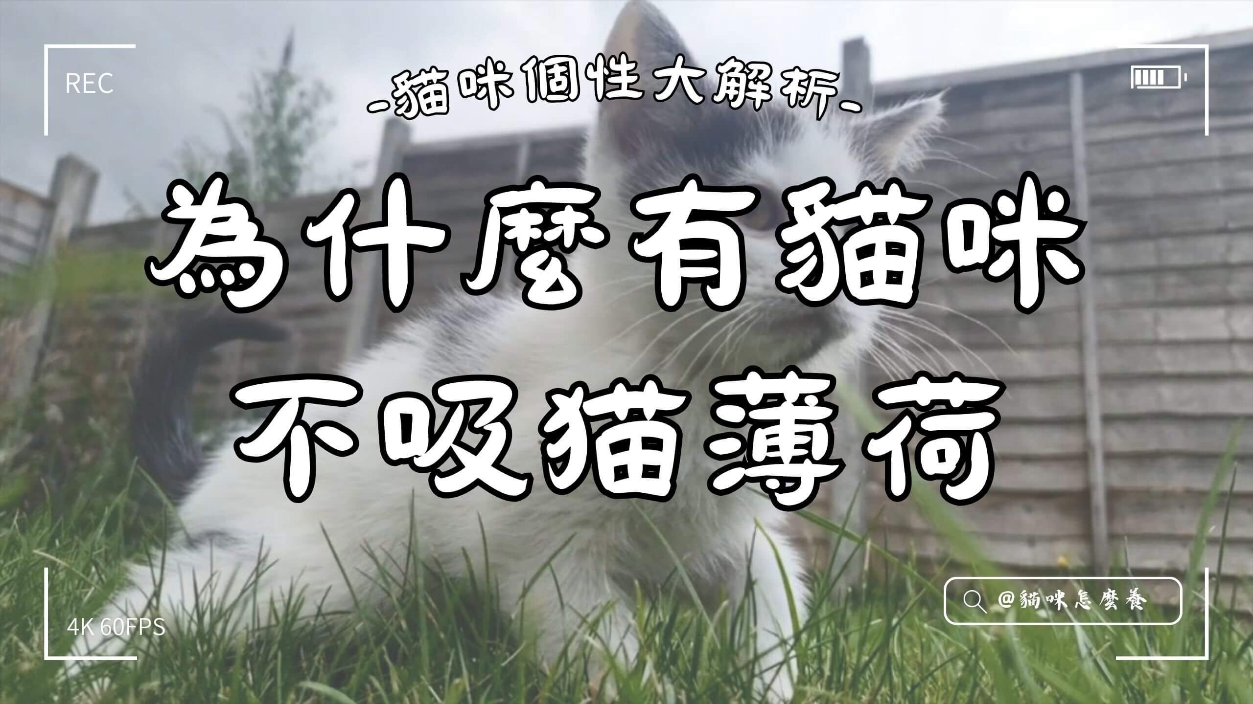 為什麼有貓咪不吸猫薄荷