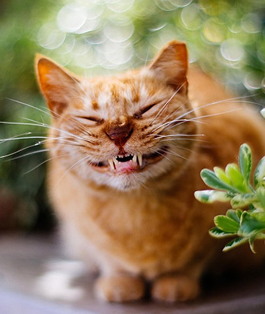 20 smiling cats that will melt your socks off….too adorable!