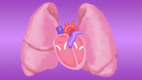 Animated diagram for Hank the Heart: What is Pulmonary Hypertension animation