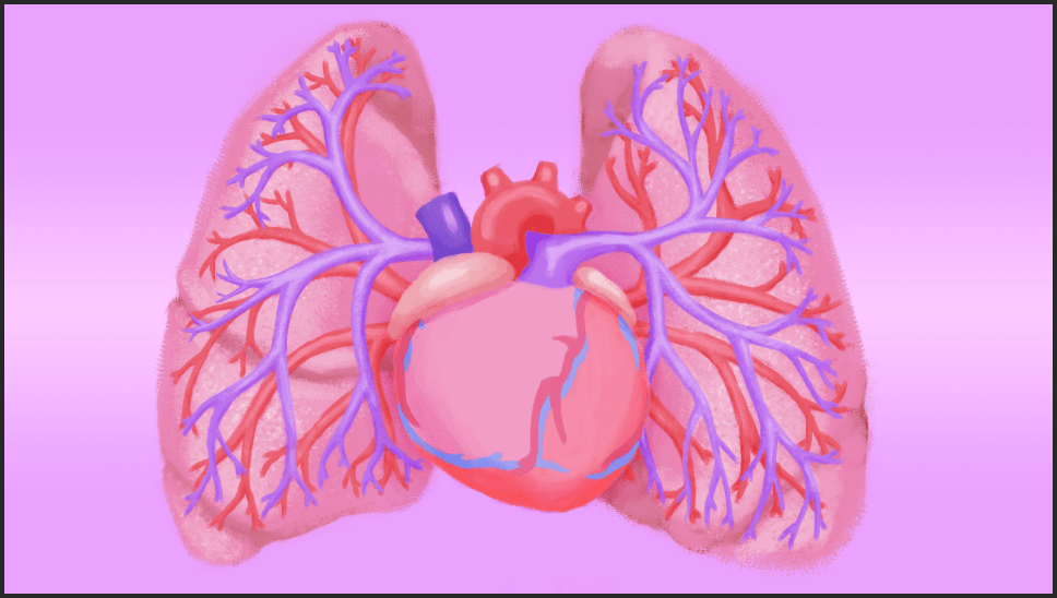 Diagram for Hank the Heart: What is Pulmonary Hypertension animation