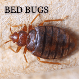 Pest-Control-Warrington