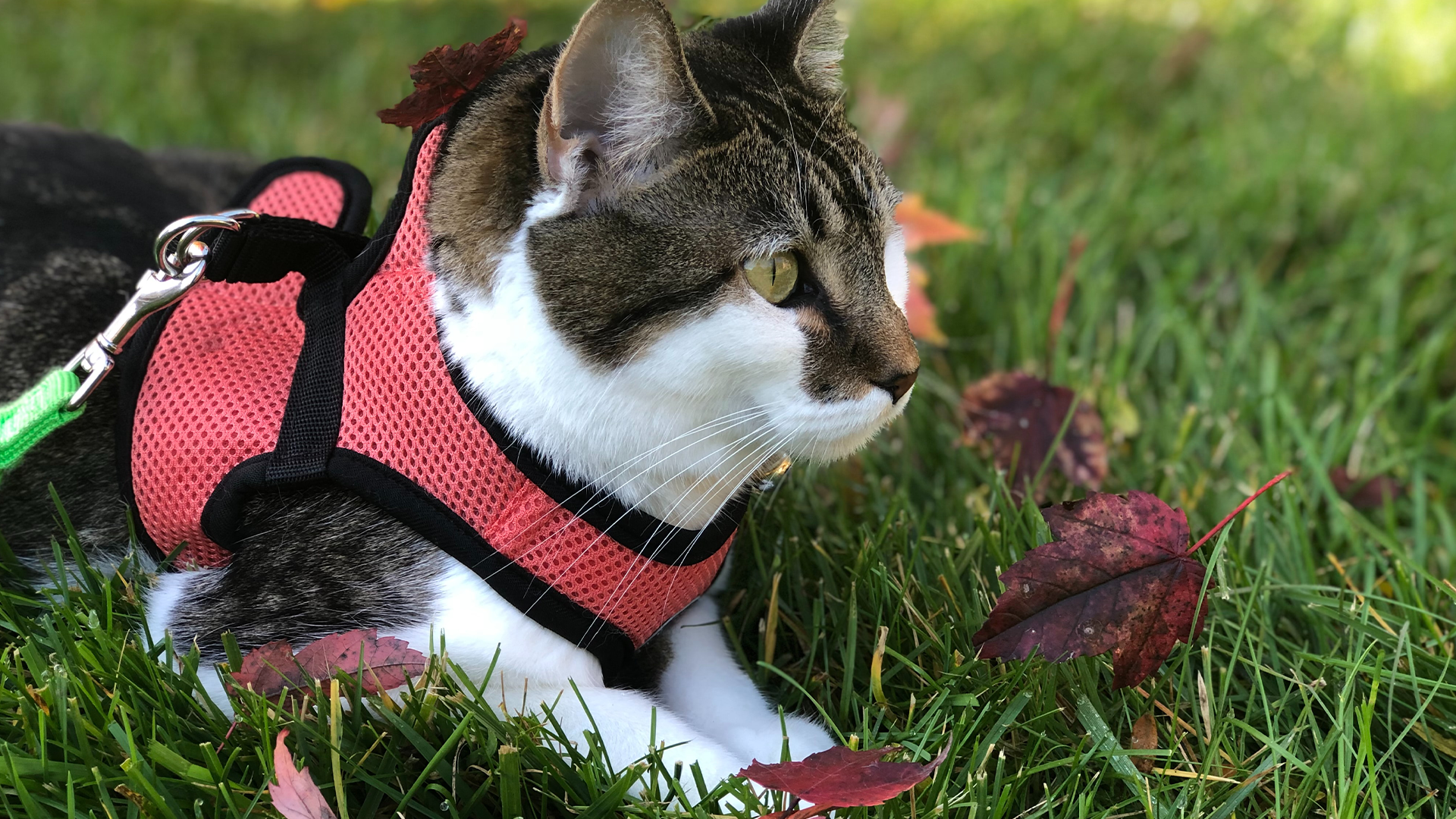 Best cat harnesses of 2020