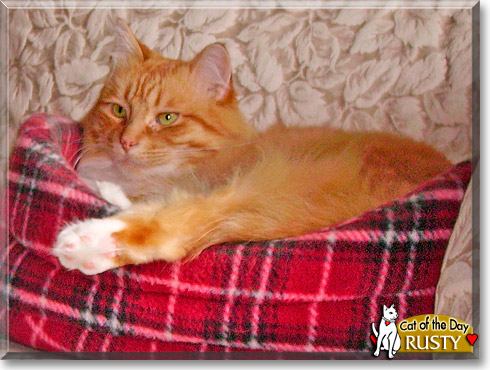 Rusty, the Cat of the Day