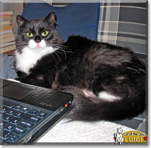 Luigi, the Cat of the Day