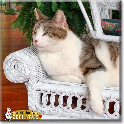 Zephyrus, the Cat of the Day