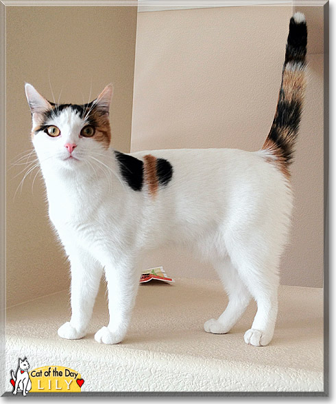 Lily, the Cat of the Day Lily, the Cat of the Day
