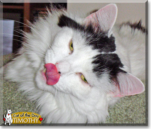 Timothy, the Cat of the Day