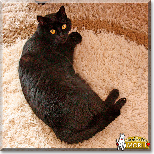 Morli, the Cat of the Day
