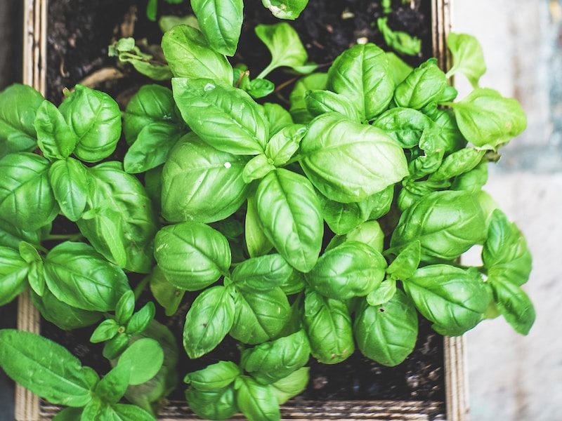 green plant on brown pot