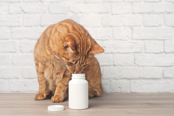 Clavamox for cats: overview, dosage & side effects