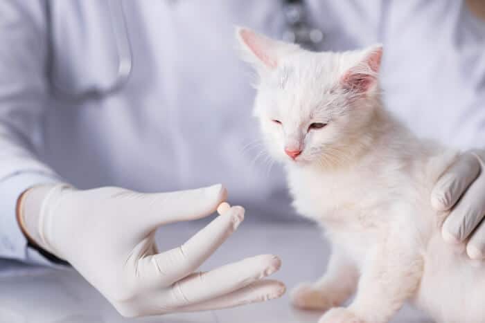 Amoxicillin for cats: dosage, safety & side effects