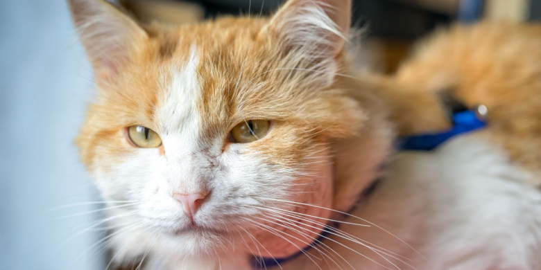 Abscesses in cats: causes, symptoms, and treatment