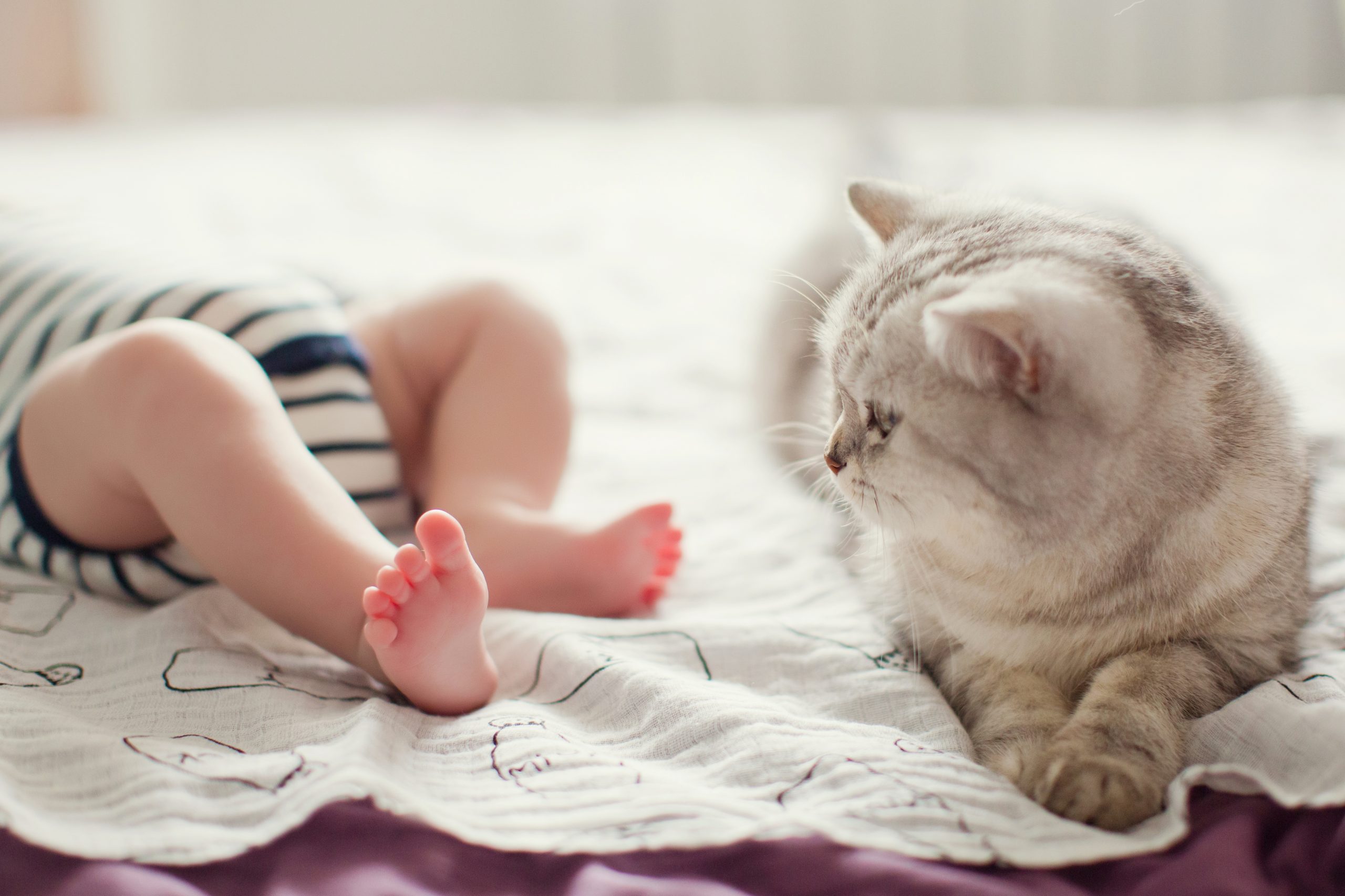 Dont Miss It When Is Cat Tiffs Baby Due How To Prepare Your Home - dl7u2v3