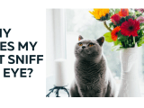 Why Does My Cat Sniff My Eye What Does She Spy