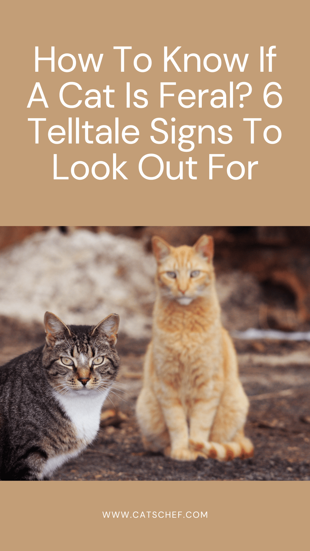 How to know if a cat is feral? 6 telltale signs to look out for