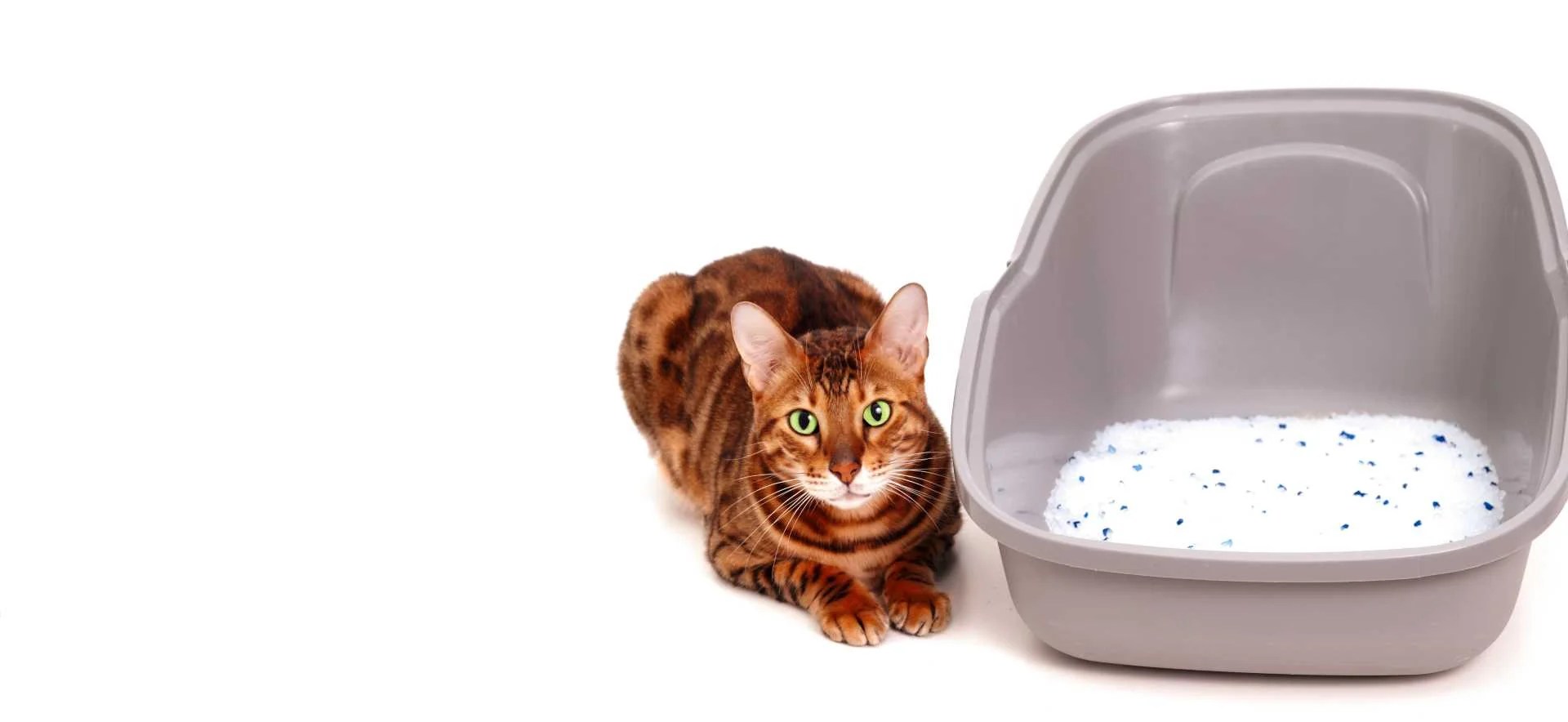How does crystal cat litter work?