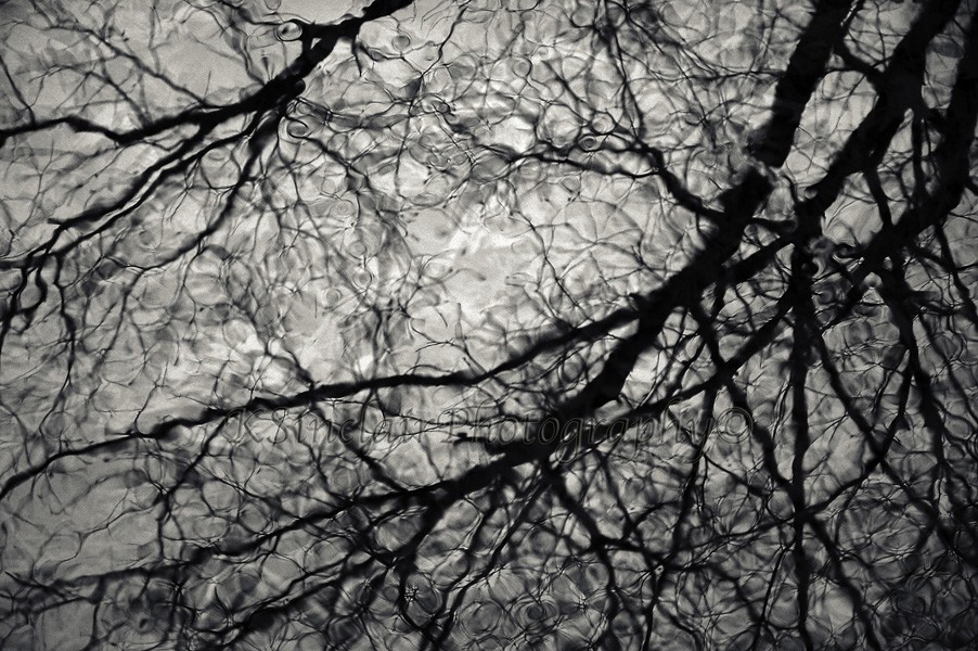 Black and white wavy reflection of bare trees on water