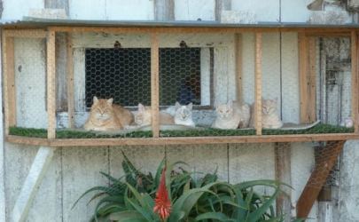 chicken coop cats half moon cat bay pix catster