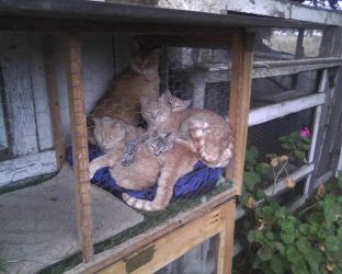 cats coop chicken bay moon half together pix catster curling roam danger seem