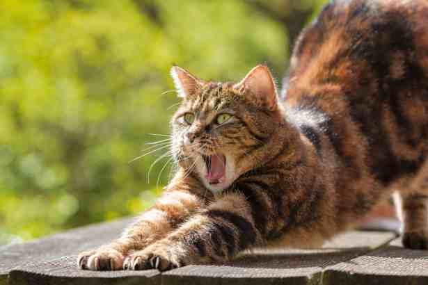 Why Are Cats All the time Stretching?