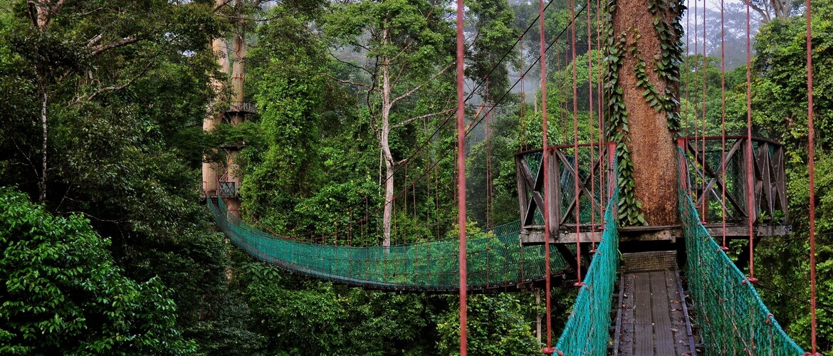 Из обзора видно, что в настоящее время расчет висячих мостов, как правило, проводится с учетом. Podvesnye Mosty Kanopi Na Ostrove Borneo Malajziya