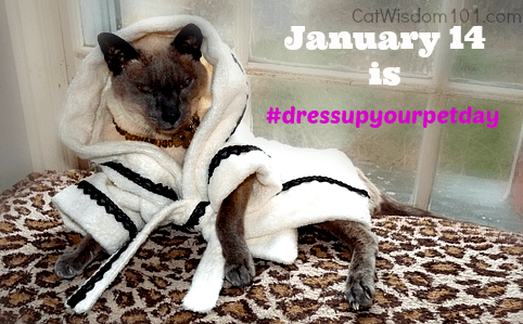 Spa Day Or National Dressupyourpetday Cat Wisdom 101 Everything Feline Since 2011
