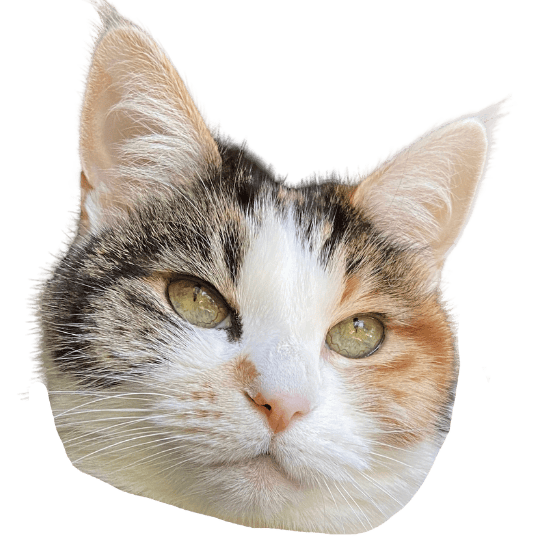 Cut-out face of a white and calico cat with green eyes