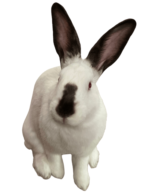 Cut-out photo of a white bunny with black ears and black nose