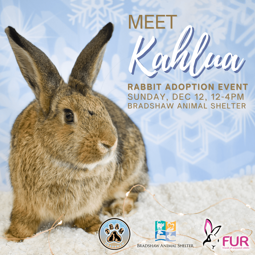 Meet Kahlua