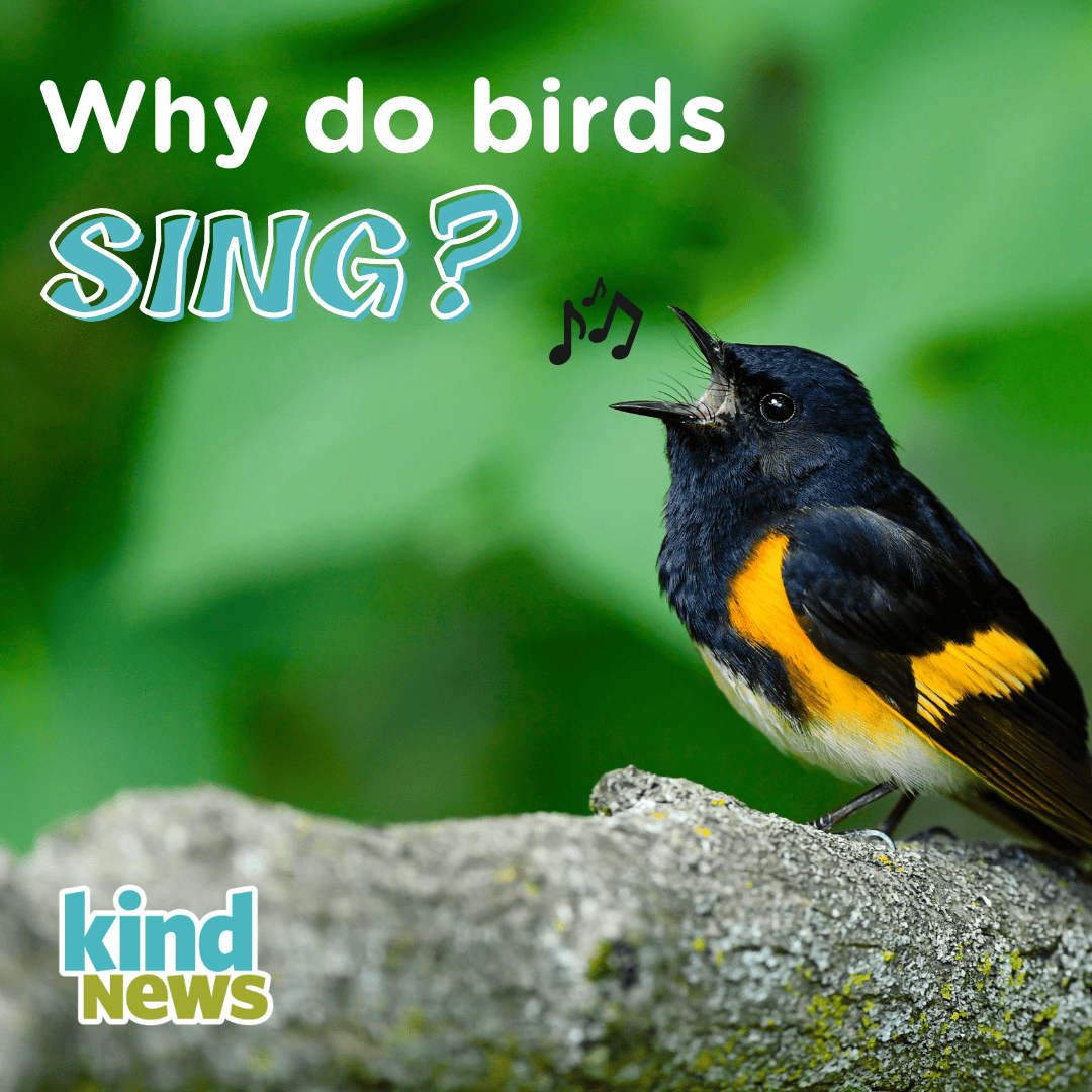 Why do birds