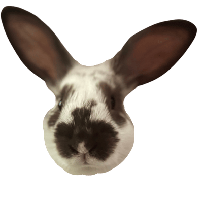 White bunny with brown ears and brown spots