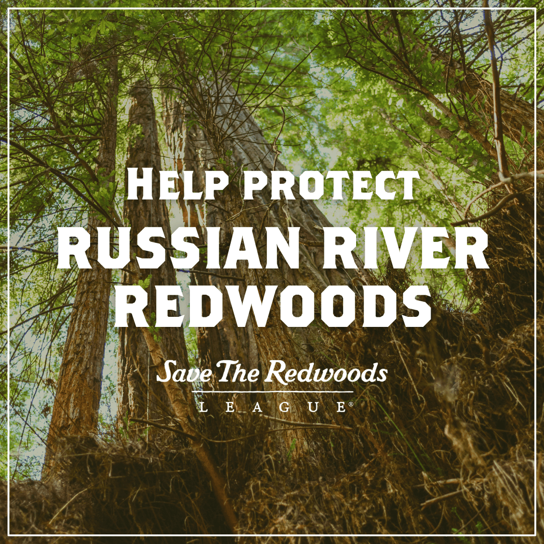 Help Protect Russian River Redwoods