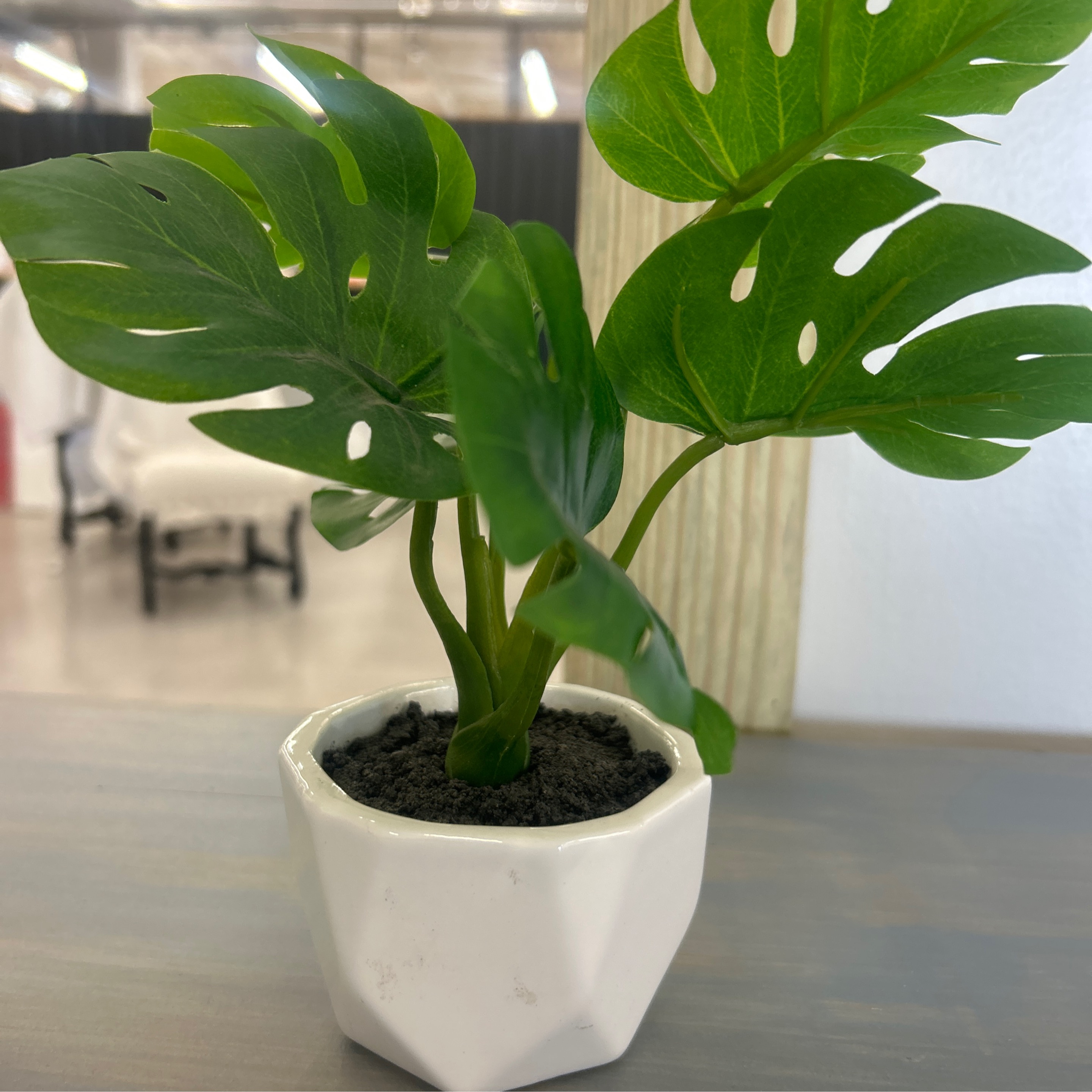 Small Plant - Image 1