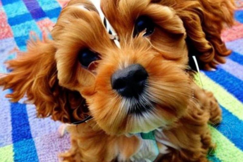 Solving Cavapoo Behavior Problems Cavapoo Co - Gorgeous Minimal Art - Full HD