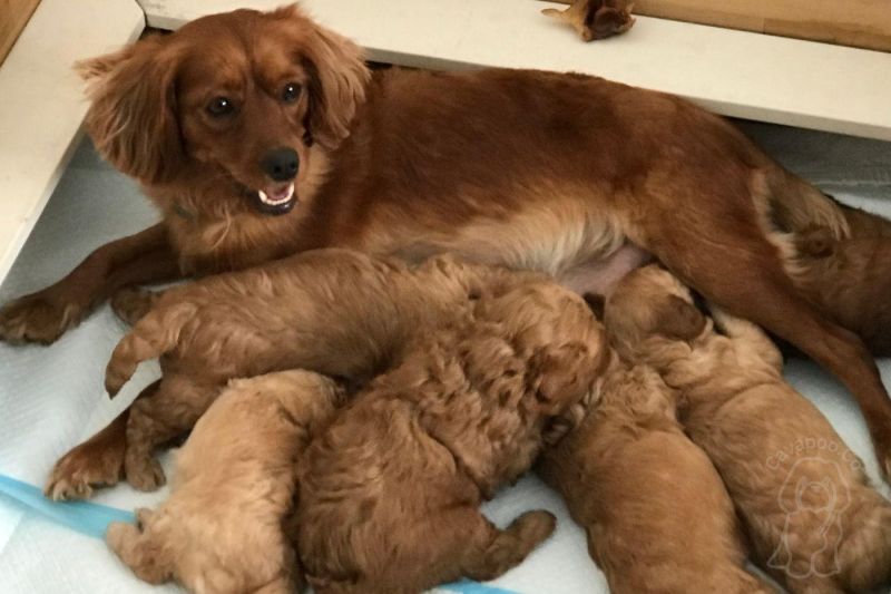 Our Newest Cavapoo Pups R Cavapoo - Stunning Ultra HD Vintage Arts | Free Download