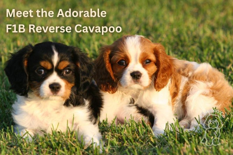 Rocky Almost 10 Week Old F1b Cavapoo Cavapoo - Best Mountain Pictures in Retina