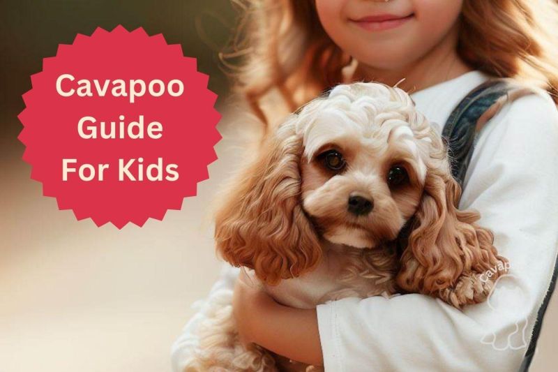 Cavapoo Puppy Pictures And Facts - Premium Colorful Illustration Gallery - 4K