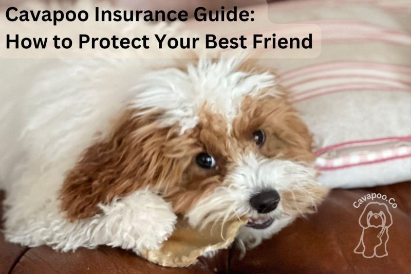 The Complete Guide To Cavapoo Health Cavapoo Co - City Wallpapers - Premium HD Collection