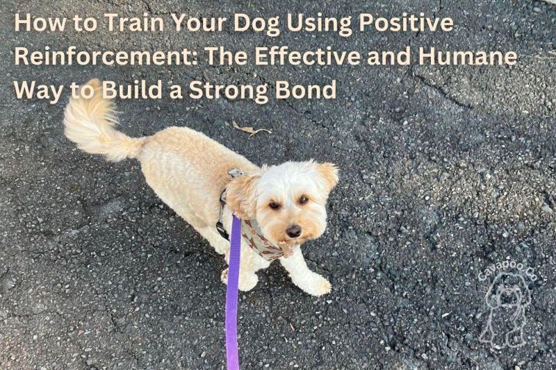 Cavapoo Behavior Problems Cavapoo Co - Premium Sunset Texture Gallery - Mobile